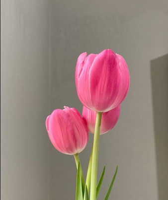 Tulip
