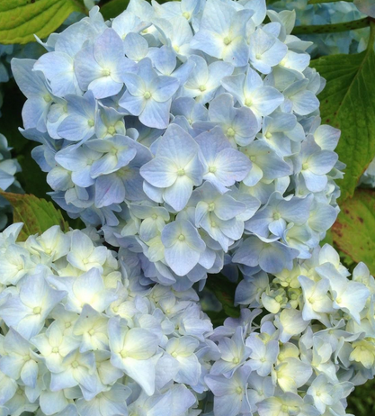 Hydrangea